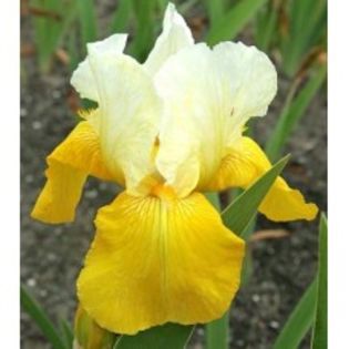 Iris germanica Tulip Festival-20lei - bulbi irisi