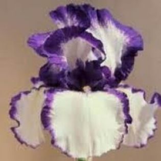 iris-dunget-20lei