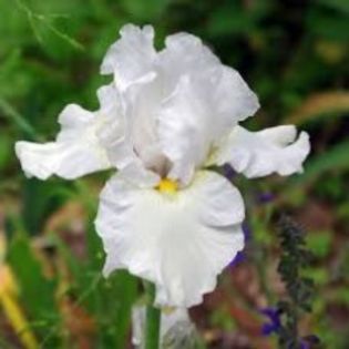 iris-white-20lei