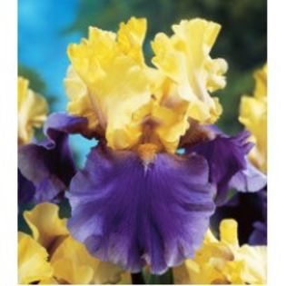 Iris-Edith-Wolford-20lei - bulbi irisi