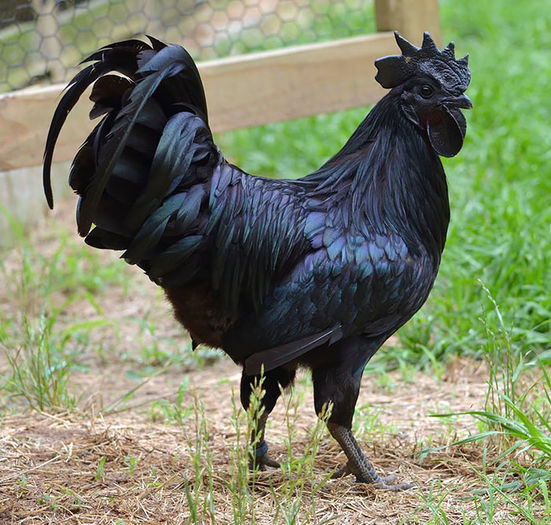 O PASARE FOARTE SCUMPA; Black Rooster Ayam Cemani
