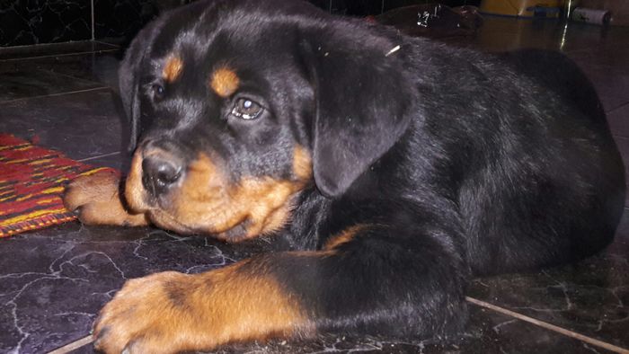 2016-01-17 19.21.57 - Catei rottweiler