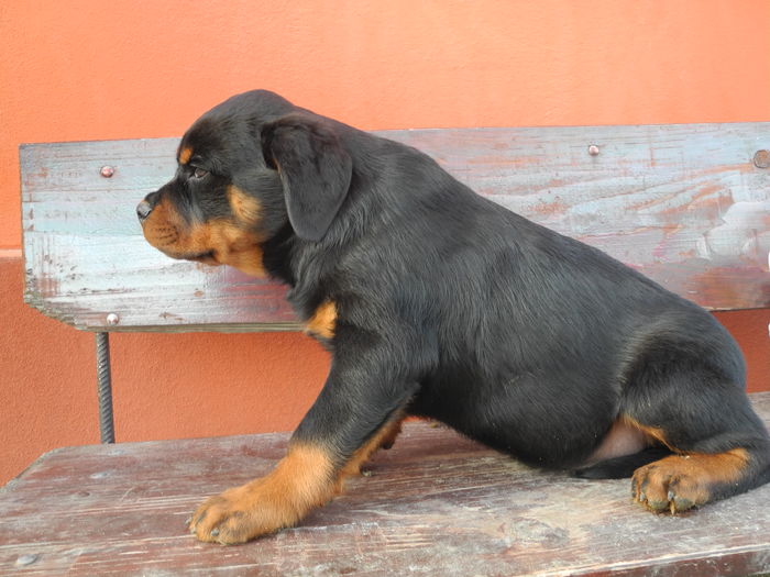 DSCN2656 - Catei rottweiler