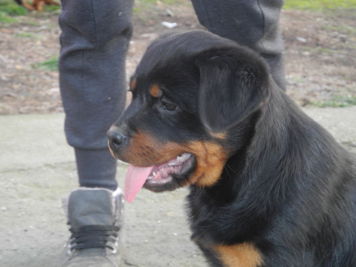 DSCN2724 - Catei rottweiler