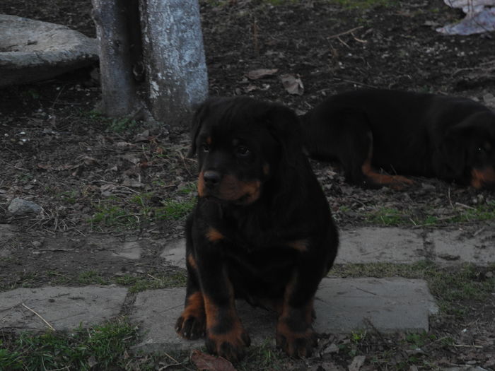 DSCN2731 - Catei rottweiler