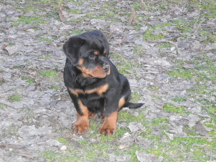 DSCN2739 - Catei rottweiler
