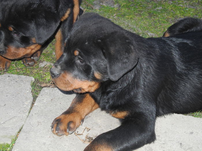 DSCN2750 - Catei rottweiler
