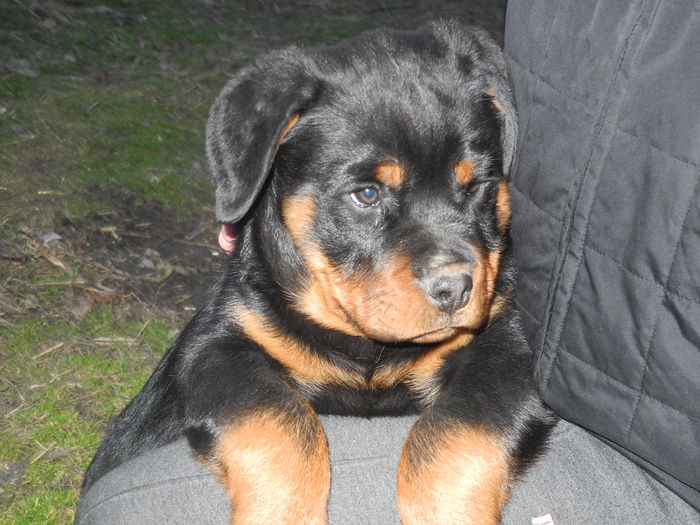 DSCN2759 - Catei rottweiler