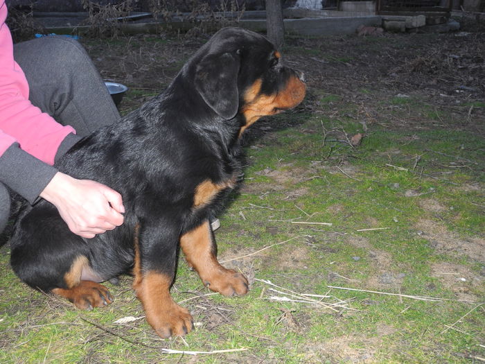 DSCN2764 - Catei rottweiler