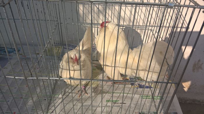 WP_20160206_14_38_55_Pro