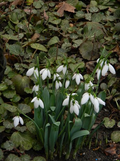 DSCN7790 - 2015-2016 Ghiocei