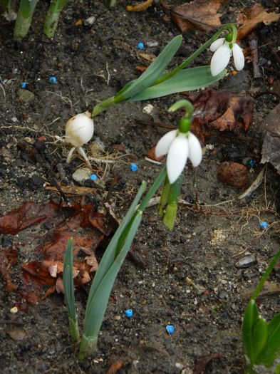 DSCN7791 - 2015-2016 Ghiocei