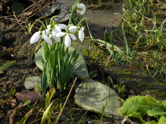 DSCN8121 - 2015-2016 Ghiocei