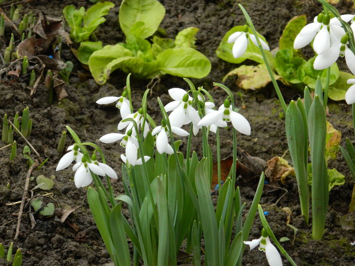 DSCN8150 - 2015-2016 Ghiocei