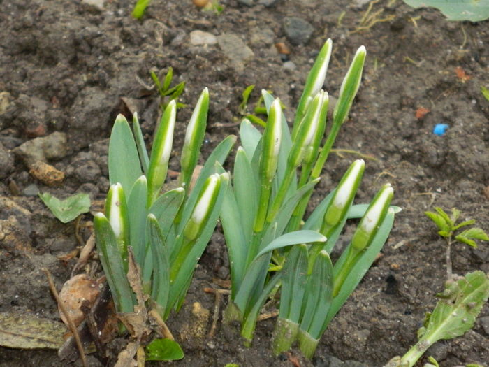 DSCN8152 - 2015-2016 Ghiocei