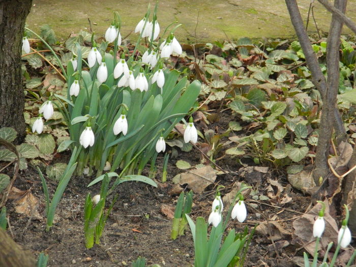 DSCN8282 - 2015-2016 Ghiocei