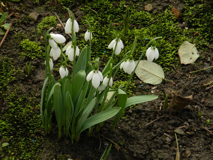 DSCN8283 - 2015-2016 Ghiocei