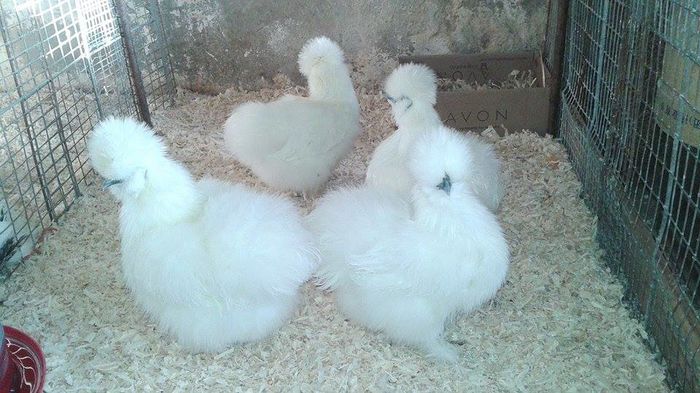 12660380_- 06 02 2016