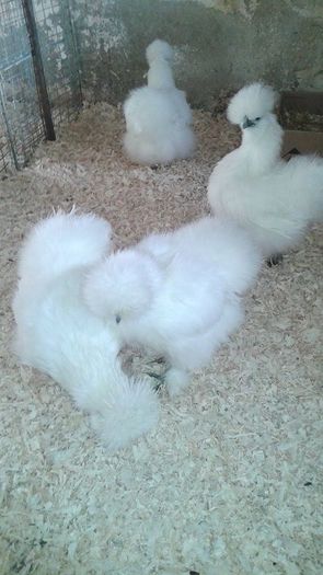 12674623_- 06 02 2016