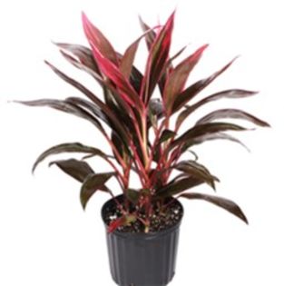 Cordyline_Fruticosa_Red-Sister-Costa-Farms-Houseplant - Ganduri multe pentru 2016