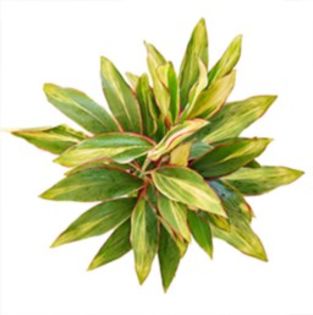 Cordyline_Fruticosa_CandyCane-Costa-Farms-Houseplant