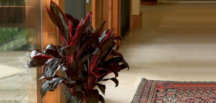 Cordyline-Costa-Farms-Houseplant-HERO