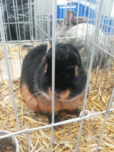 12595934_1118271874858015_1002260726_n