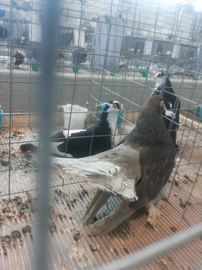 12648001_1118272044857998_2085666085_n