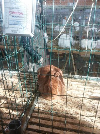 12650213_1118272084857994_1708165523_n