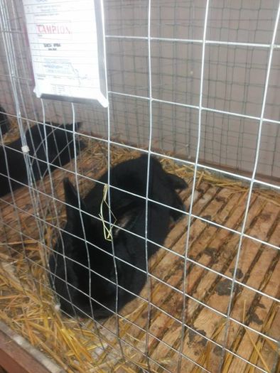 12650332_1118272098191326_1626532212_n