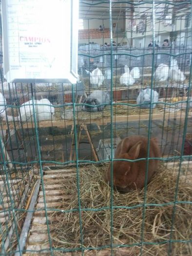 12665685_1118272168191319_1722278308_n