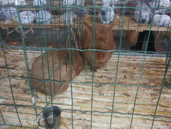 12659633_1118272218191314_682398539_n