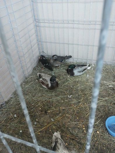 12650601_1118271921524677_1980988939_n