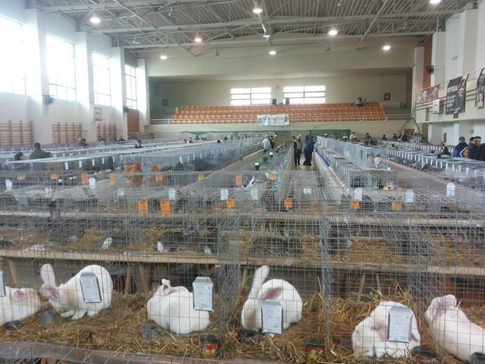 12650463_1118272194857983_19099039_n