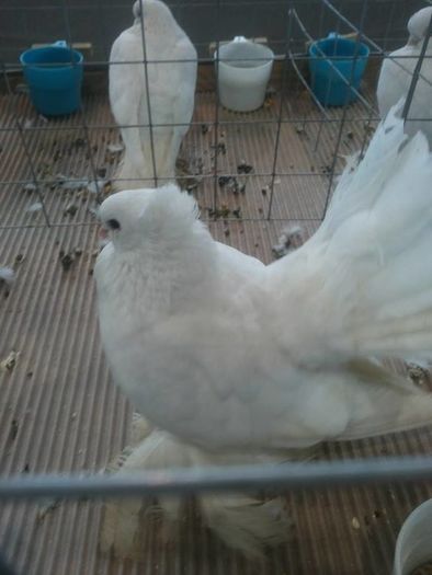 12665893_1118272028191333_23770329_n