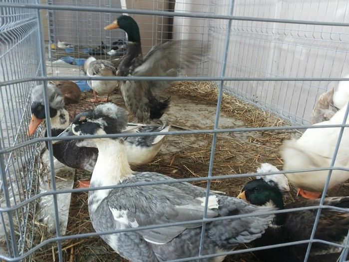 12666526_1118271981524671_1354693805_n