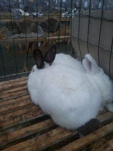 12674181_1118272144857988_1878937247_n