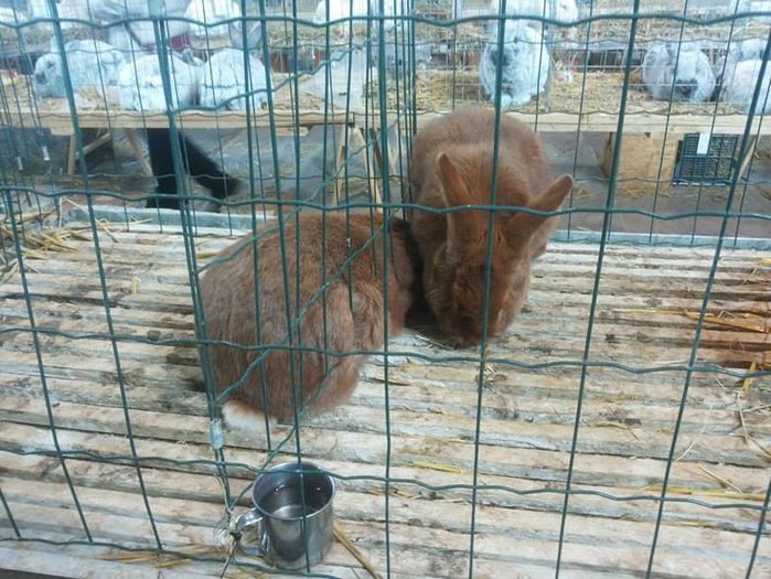 12674373_1118272204857982_20390977_n