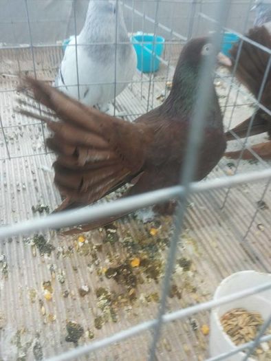 12695917_1118272048191331_1383399982_n