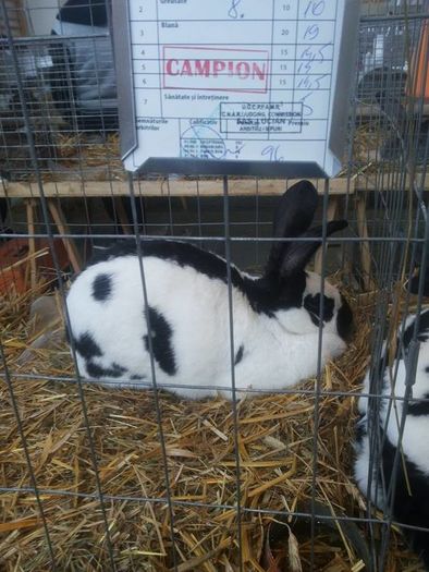 12695981_1118272058191330_1697025944_n