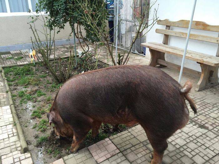 IMG-20160125-WA0000 - vier Duroc american