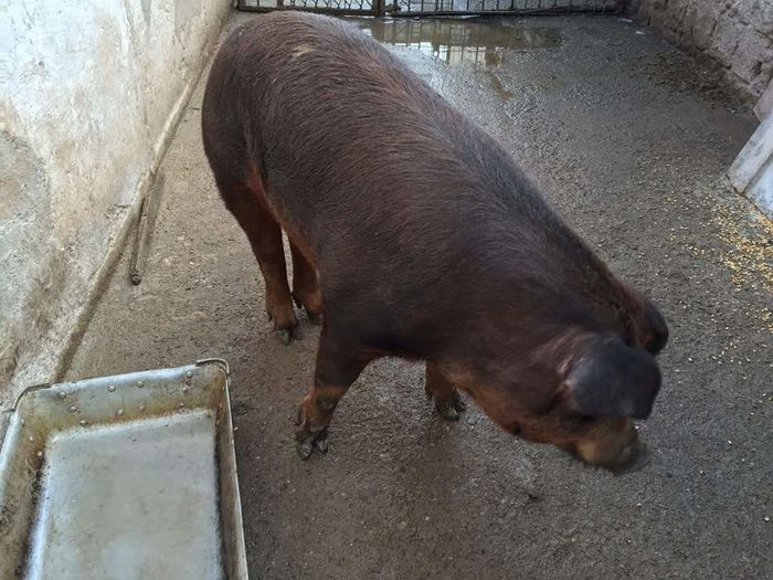 IMG-20160125-WA0004 - vier Duroc american