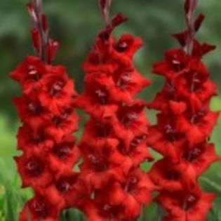 bulbi-gladiole oscar