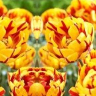 bulbi-lalele-golden-nizza - 2015 ACHIZITII