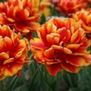 lalele-allegretto - 2015 ACHIZITII