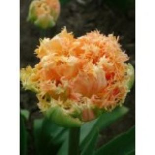 lalele-espirit - 2015 ACHIZITII