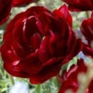 lalele-uncle-tom - 2015 ACHIZITII