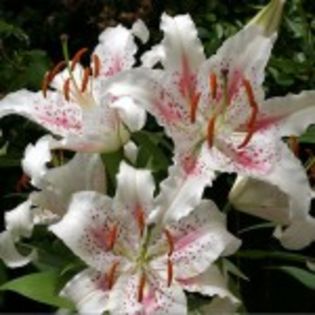 bulbi-crini muscadet