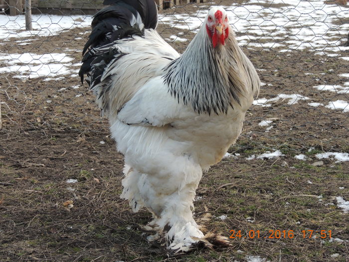 DSCN7419 - 2016 Matca Brahma Herminat Deschis