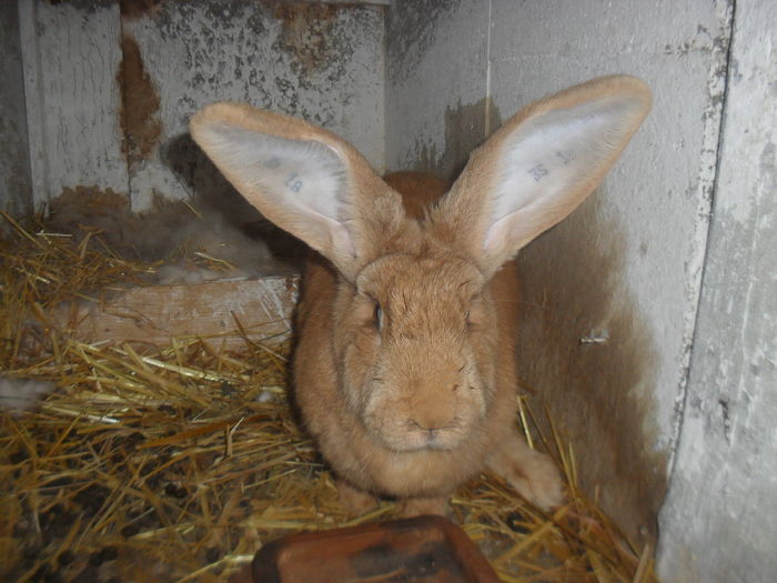 F RO18 CAMPION RASA 2015